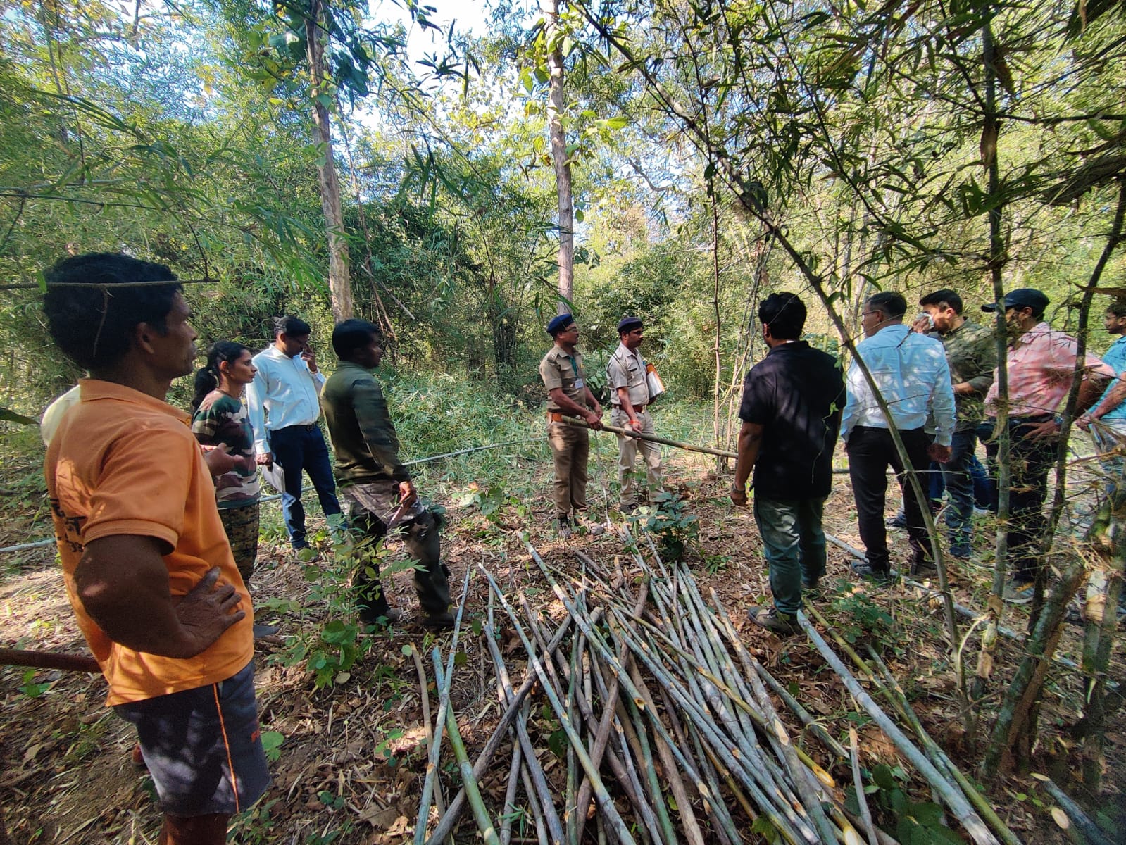 Fieldwork Maharashtra Bamboo Forest